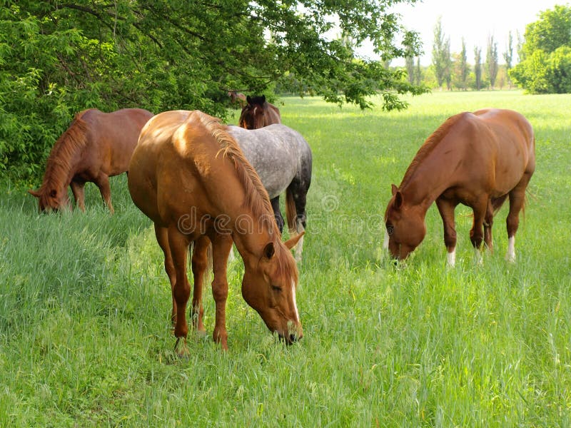 Horse graze stock image. Image of farm, pasdbische, trees 14399027