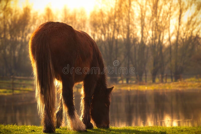 Horse Grazes By Lake In Sunshine