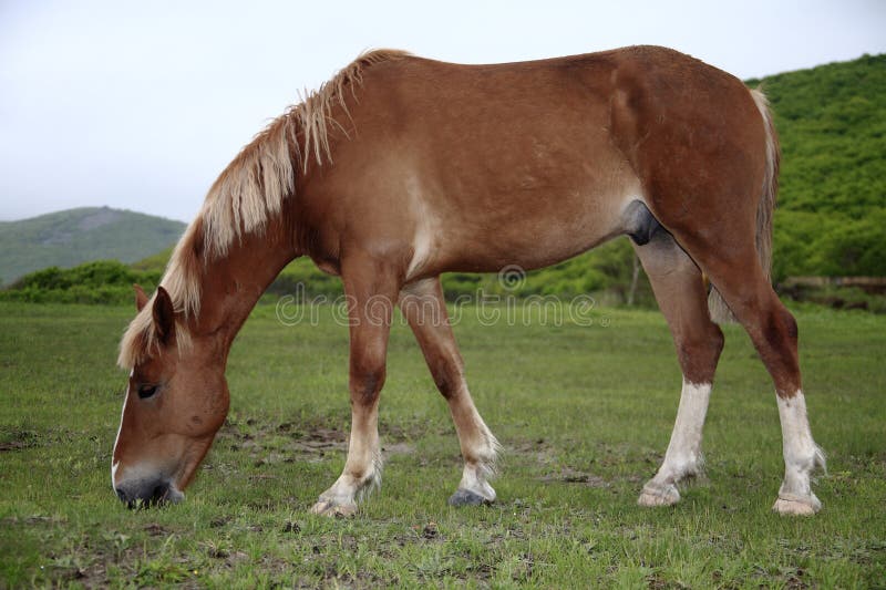 Horse grazing