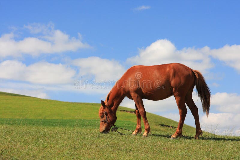 Horse grazing