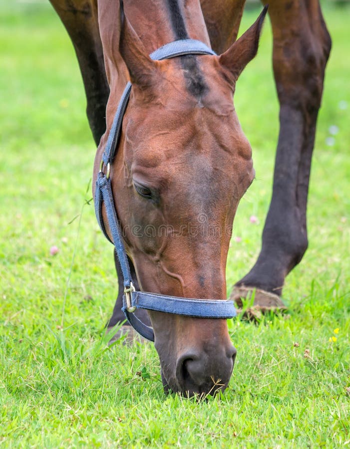 Horse Grazing and Chewing on Grass Stock Photo Image of browse