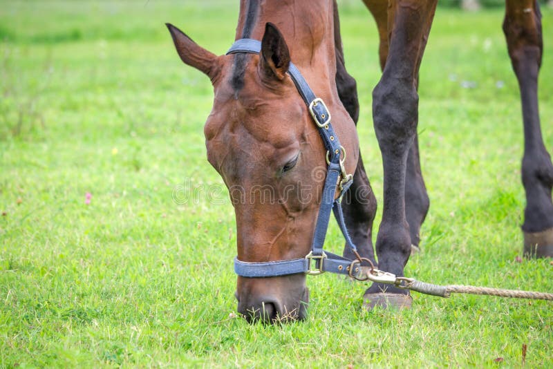 810 Horse Chewing Grass Stock Photos Free & RoyaltyFree Stock Photos