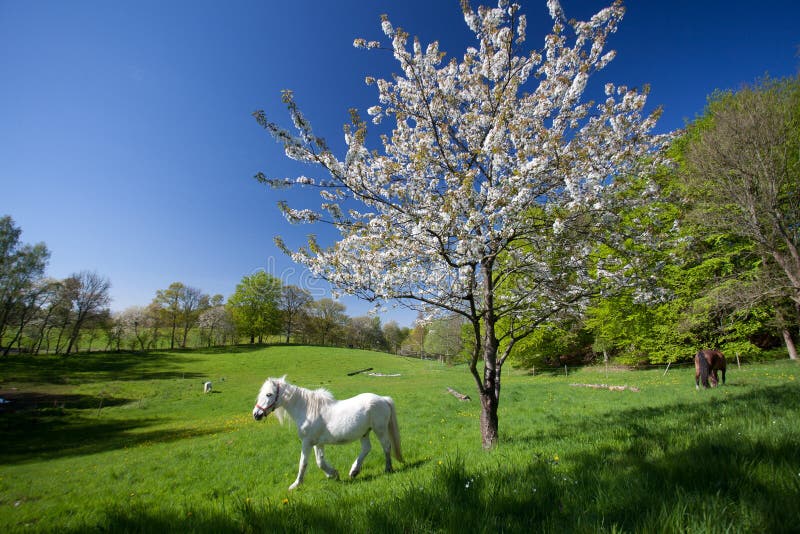 Horse Grazing on a Field in Spring in Denmark Stock Image Image of