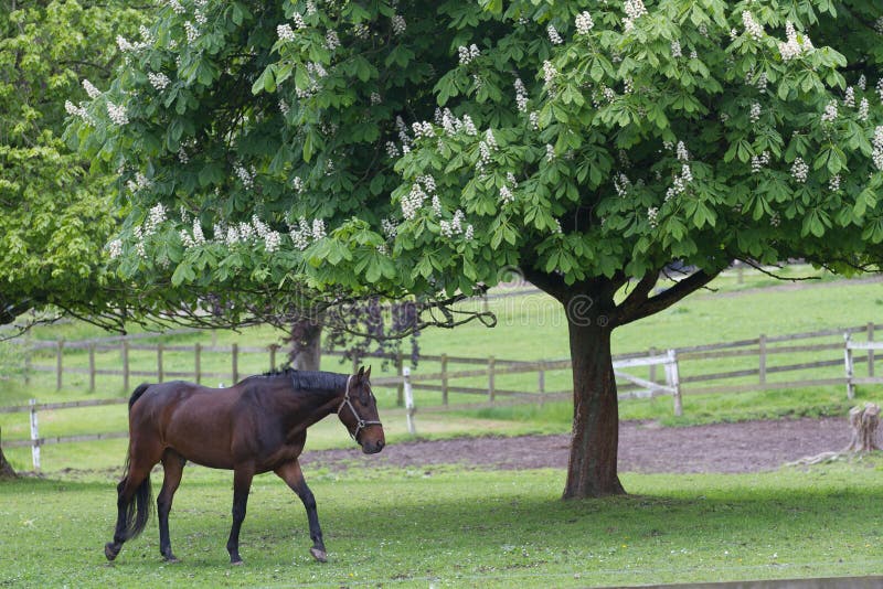 Horse Grazing on a Field in Spring in Denmark Stock Image Image of