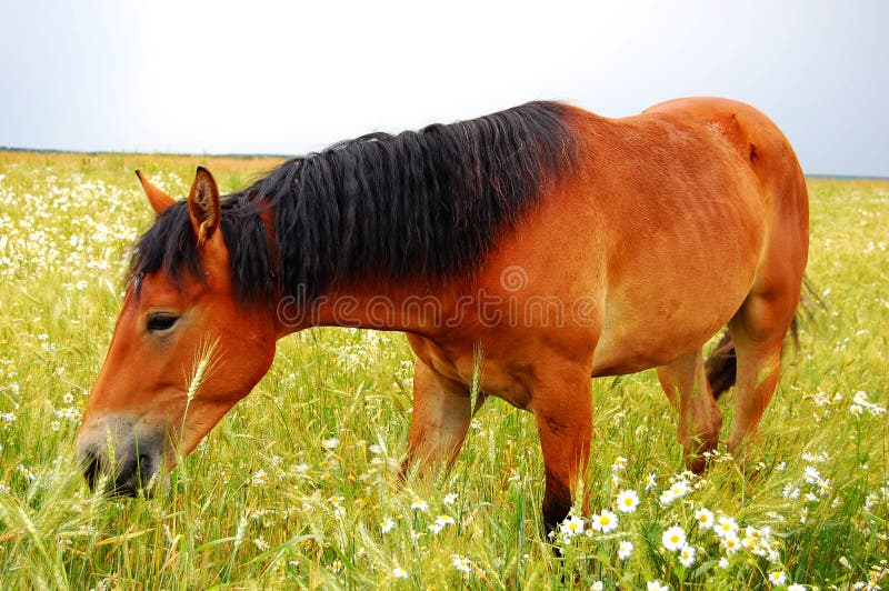 Horse Grazing in Meadow with Daisies