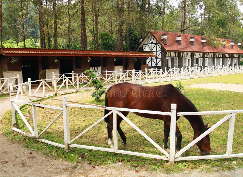 Horse grazing in outdoor paddock