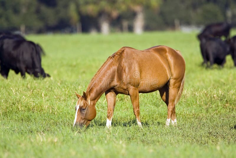 Horse grazing in a pasture