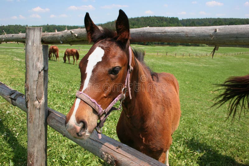 Horse on the green field