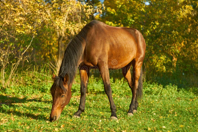 Horse on the green grass stock photo. Image of grass 160917250