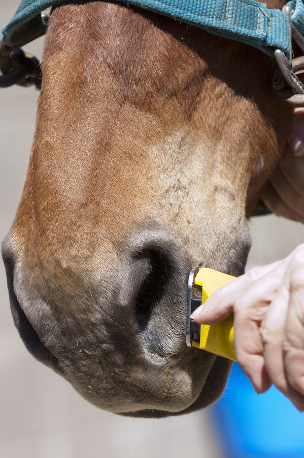 Grooming horse stock photo. Image of female, healthcare 26430808