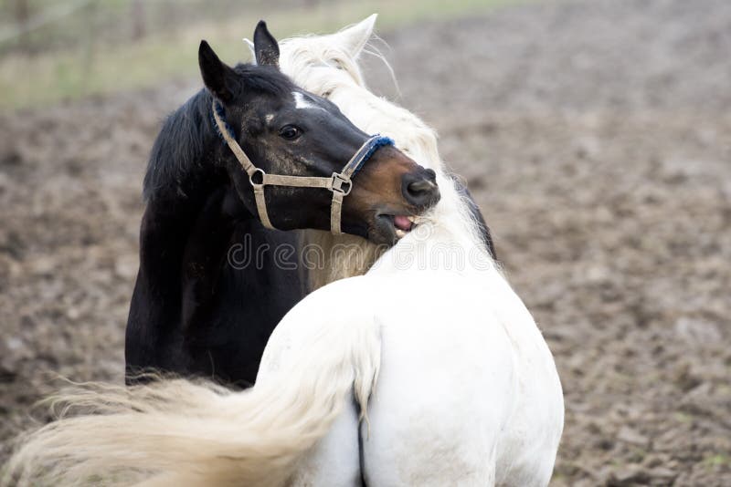 Horses Grooming Each Other Stock Photos Free & RoyaltyFree Stock