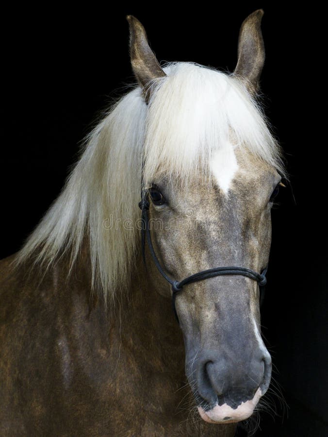 Horse in a Halter with a White Mane on a Black Background Stock Photo