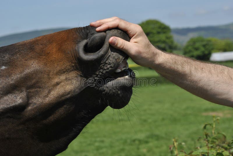 Horse Hand stock photo. Image of hand, nostrils, head 27715934