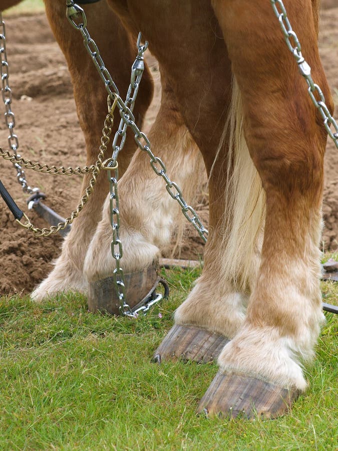 5+ Chains horse Free Stock Photos StockFreeImages