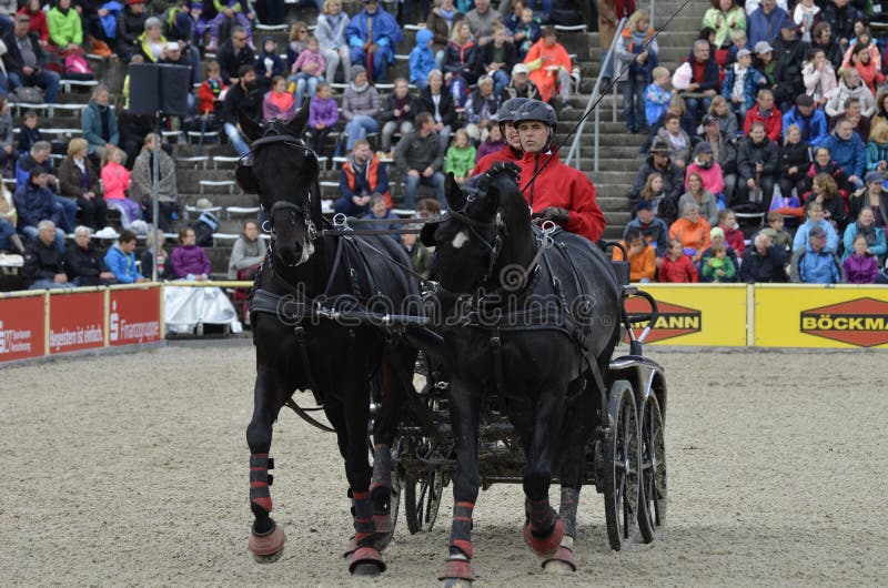 Horse Harness, Horse, Stallion, Carriage Picture. Image 112841541