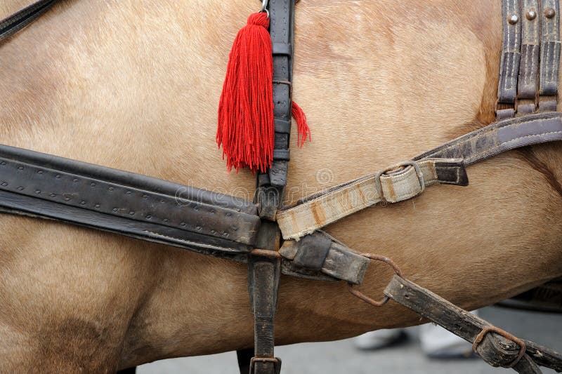 Horse harness stock photo. Image of harness, equine, beautiful 55862282