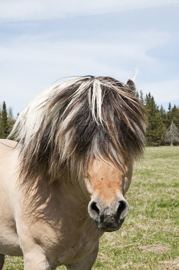 Horse head