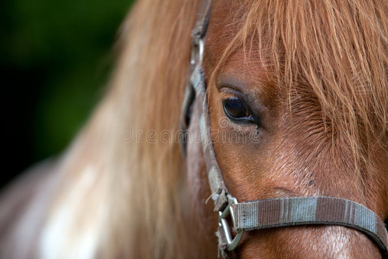 Horse head