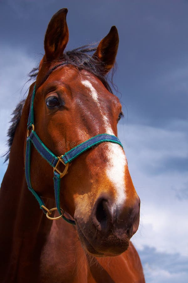 102,651 Horse Head Stock Photos Free & RoyaltyFree Stock Photos from
