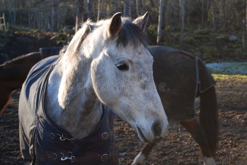 Horse head 7 royalty free stock photos