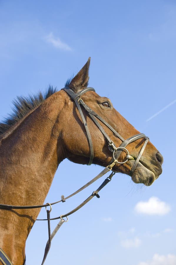 Horse head on blue