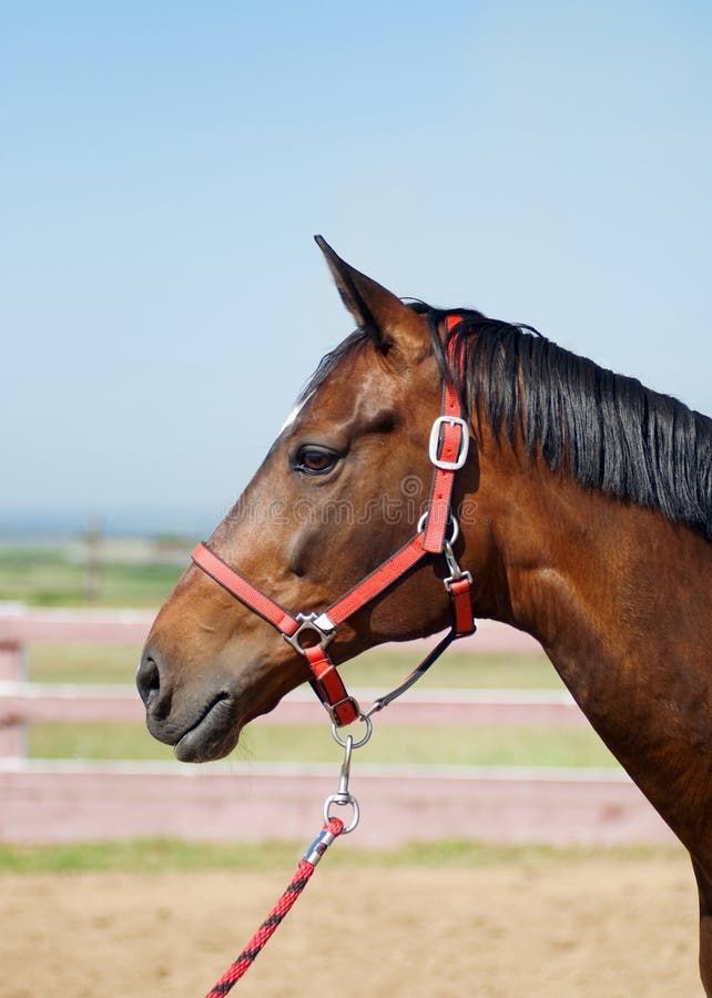 Horse head close up stock image. Image of chestnut, animal 48245749