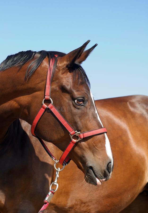Horse head close up stock photo. Image of mammal, detail 48246018