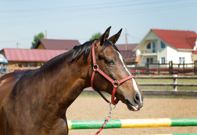 Horse head close up