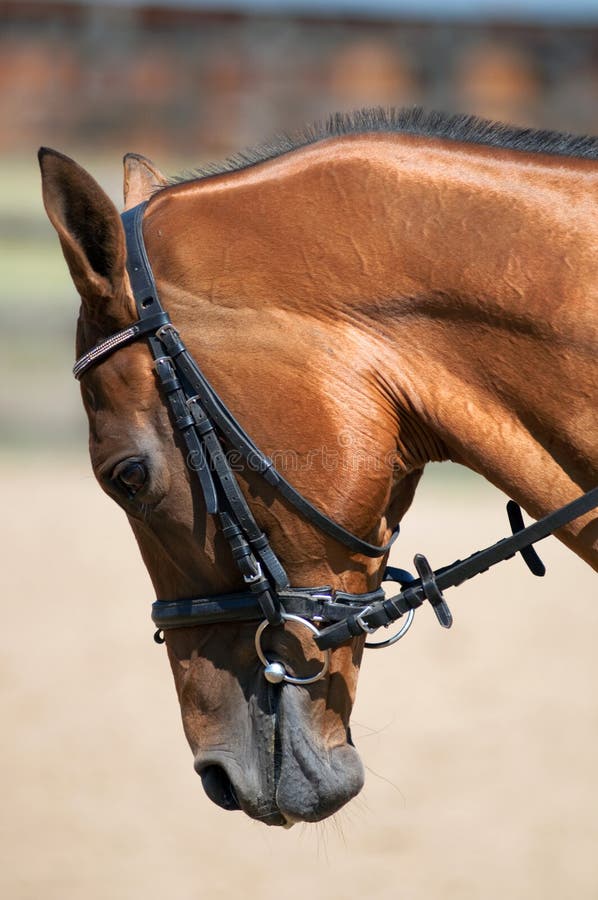 Horse head close up stock image. Image of close, look 48881883
