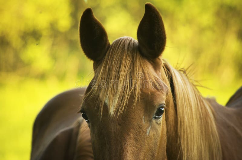 Race Horse Running in a Field Alone Stock Image Image of grass, longe