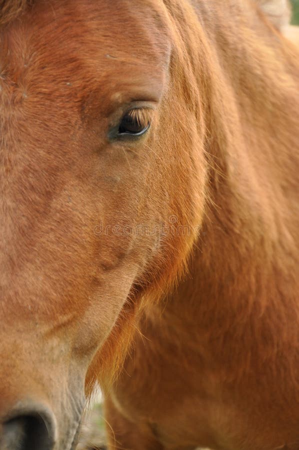 198 Horse Upclose Stock Photos Free & RoyaltyFree Stock Photos from