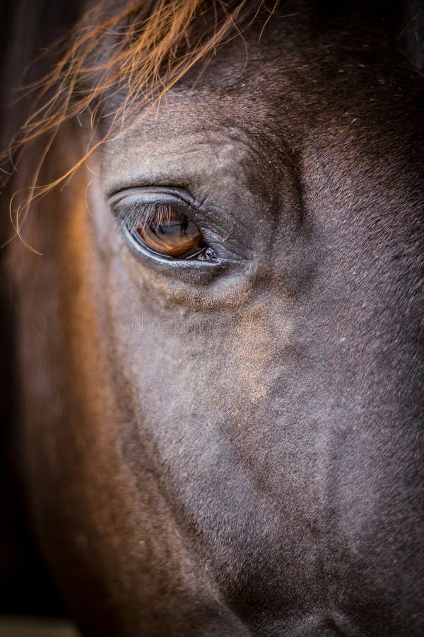 Horse head - close-up of eye