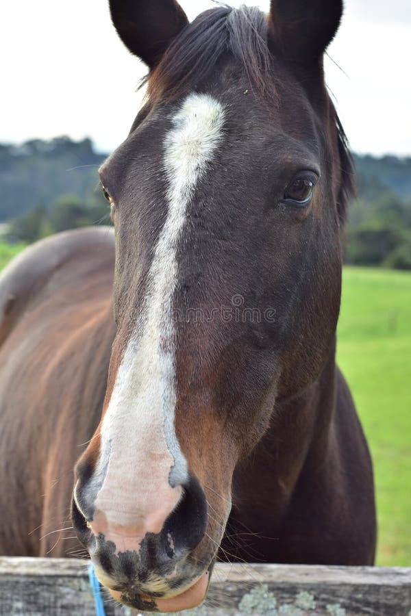 Front of the horse head. stock photo. Image of front 35104518