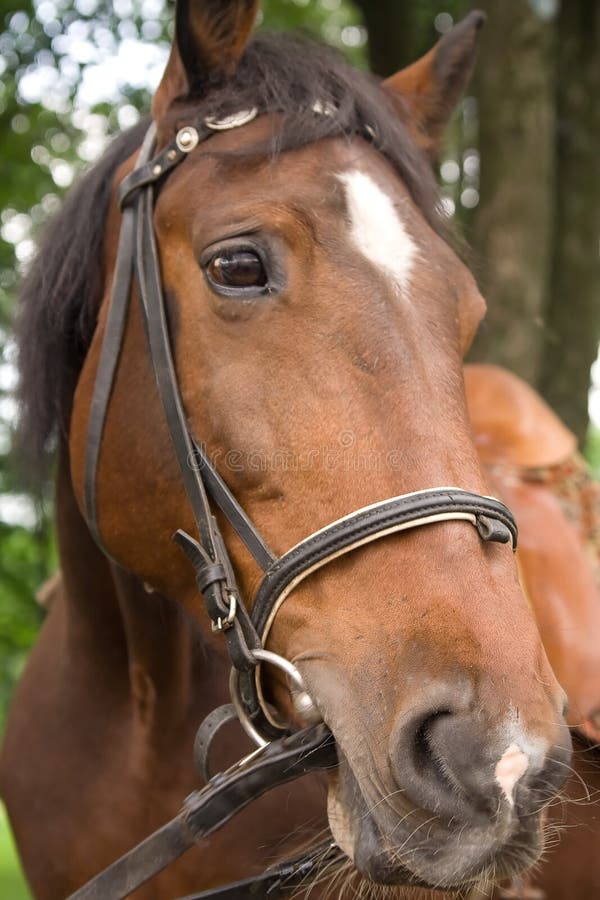Horse head in harness stock photo. Image of halter, colt 7551610