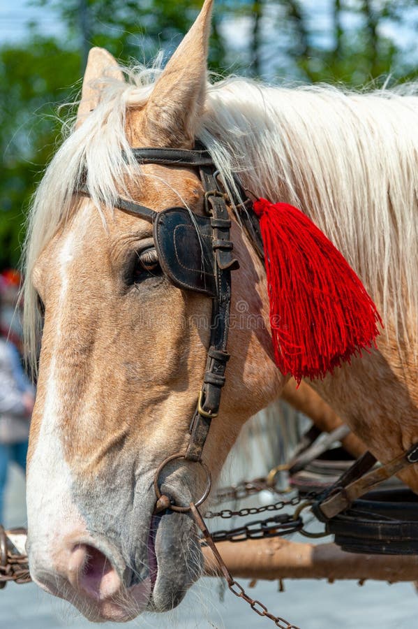 Horse head in harness stock photo. Image of face, bridle 246899018