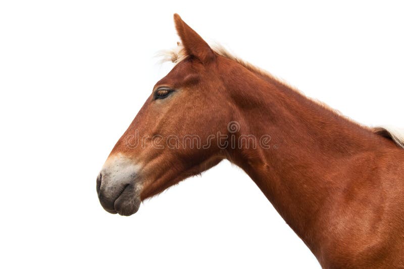 Bay Horse Standing Isolated White Background Stock Photo by ©kwadrat70  206585414