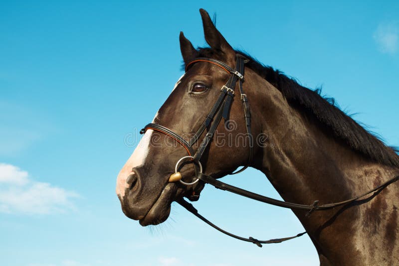 Horse head over blue sky background