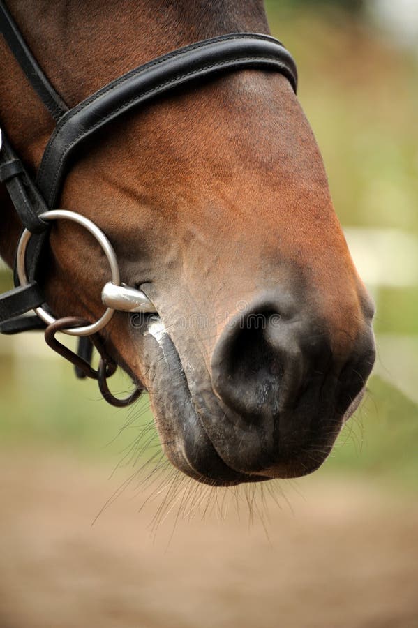 Horse Head Portrait in Harness . Stock Image Image of rural, purebred