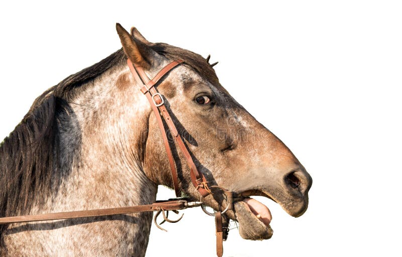 Horse head a Quarter Horse stock photo. Image of bridle 79537814