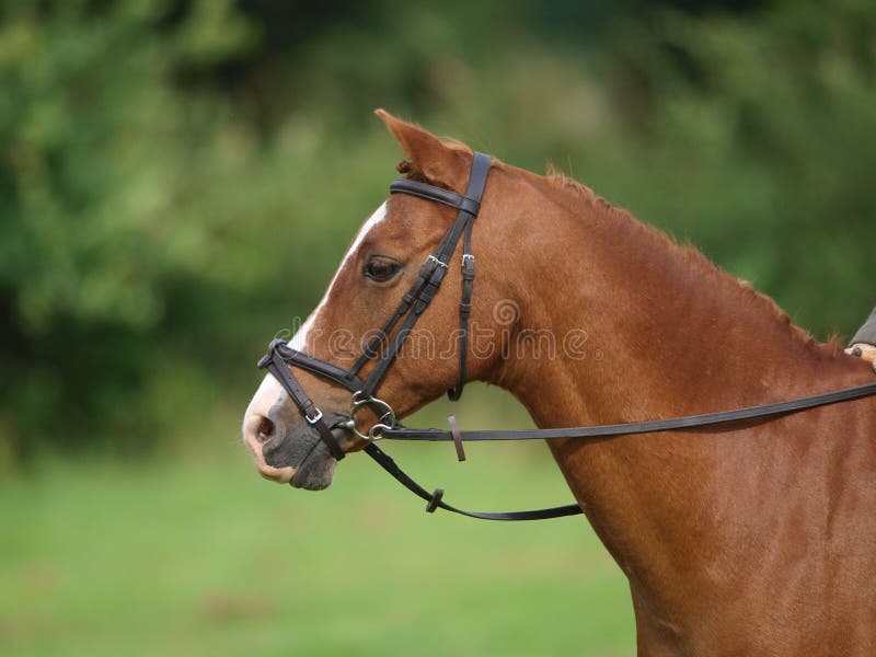 Horse Head Shot stock photo. Image of horse, face, noseband 29428112