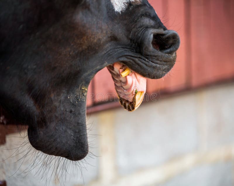 Horse Head and Teeth on a Ranch Stock Image Image of teeth, animal