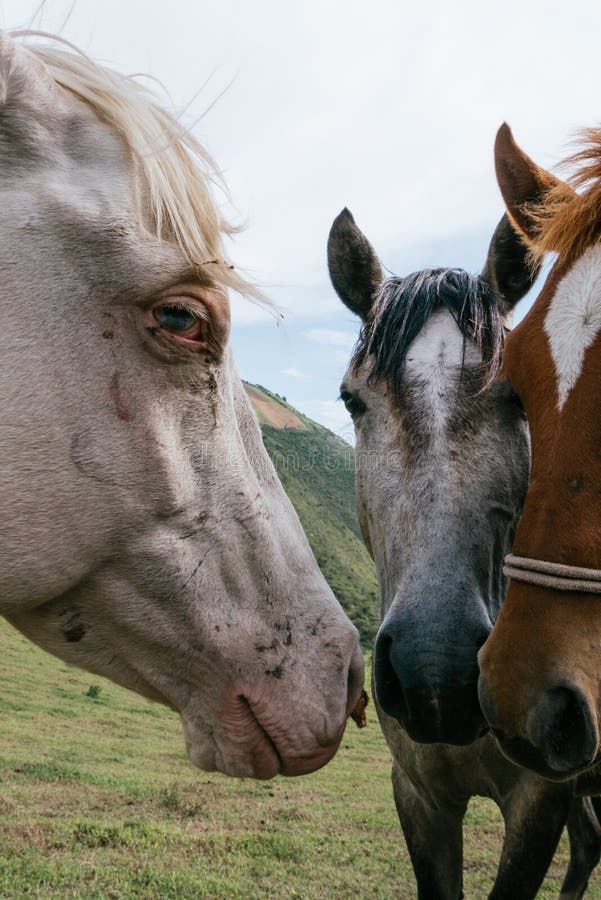 Horse Heads, Closeup, Horse Details, Beautiful Horse Stock Image