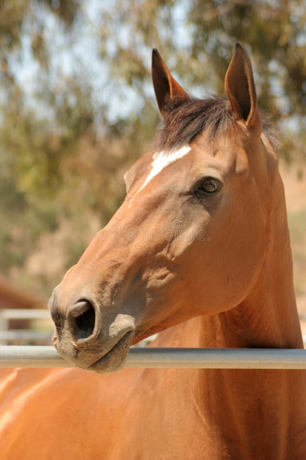 Horse Headshot Picture. Image 1042049