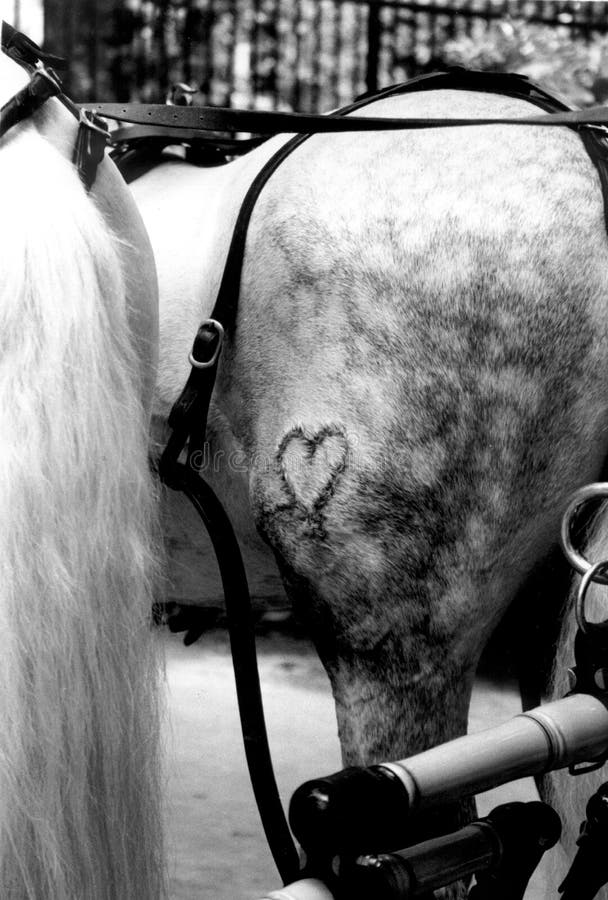 wild at heart horse rides wild at heart horse rides