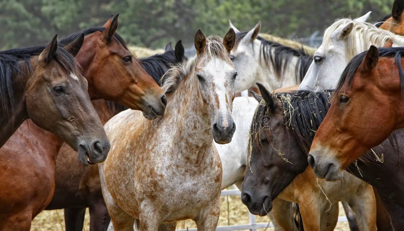 Horse Herd - Center of Attention