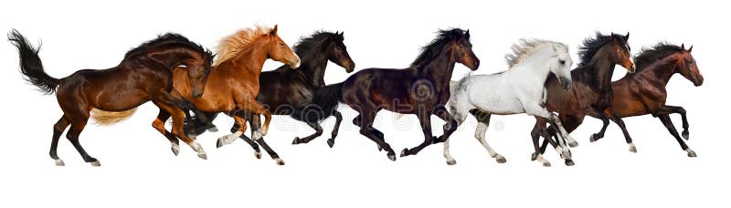 Horse herd isolated