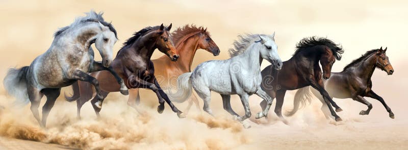 Un caballo rebano correr en nubes de polvo 