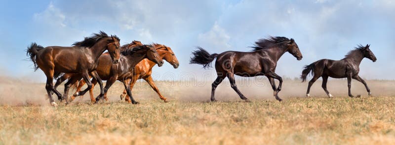 Horse herd run