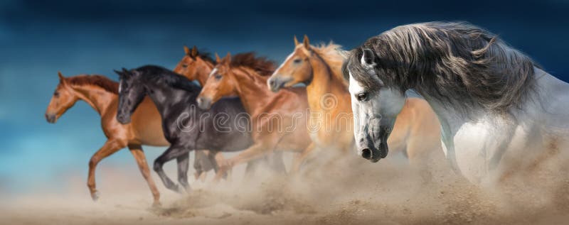 Horse herd run in sand