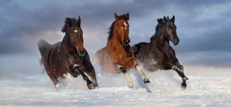 Horse herd run in snow